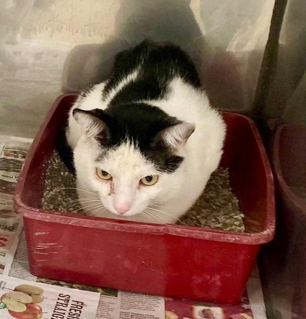 Ivo / AC 27608 A, a Adoptable mixed breed in Greeneville, TN image 2/2