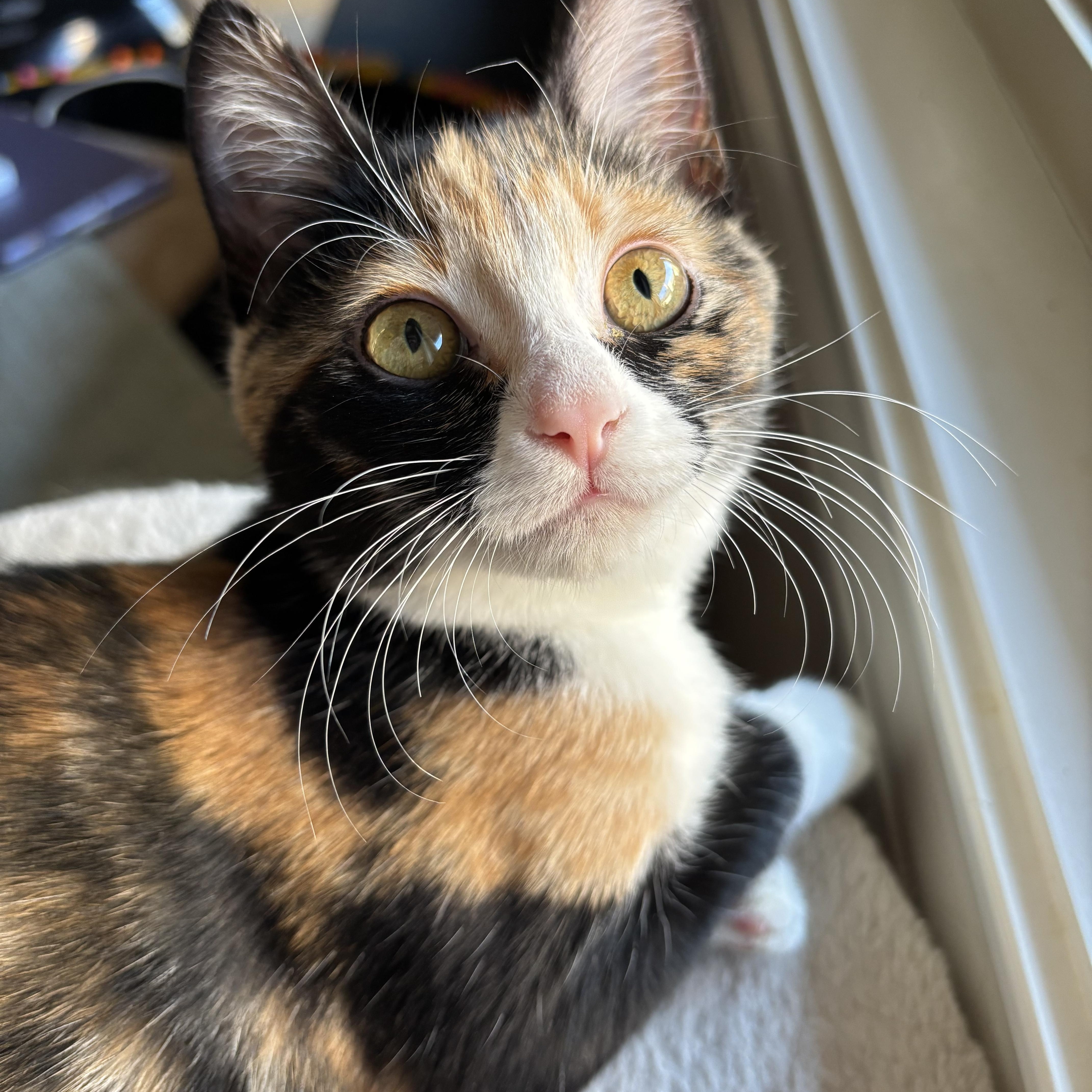 Daisy Mae, an adoptable American Shorthair in Lubbock, TX, 79490 | Photo Image 1