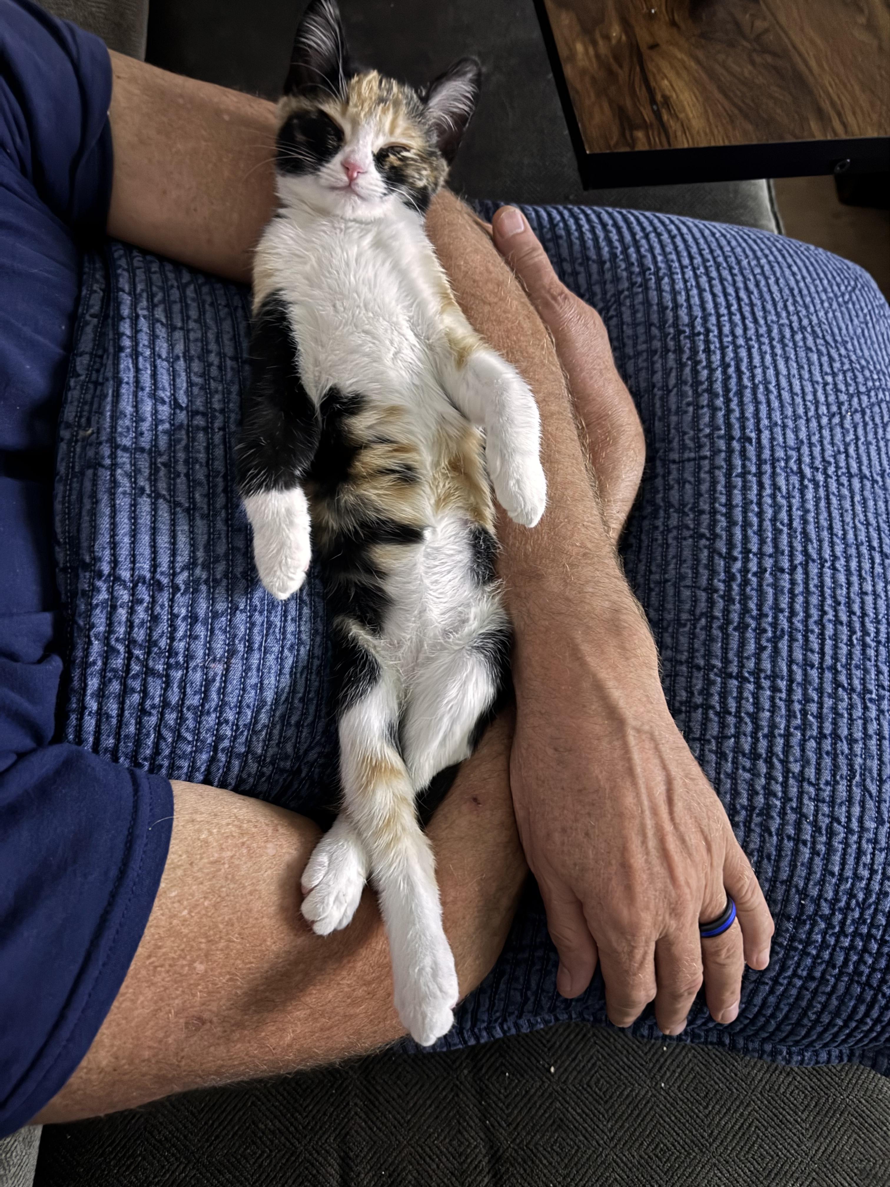 Enlarge Daisy Mae, an adopted American Shorthair in Lubbock, TX image 4/6