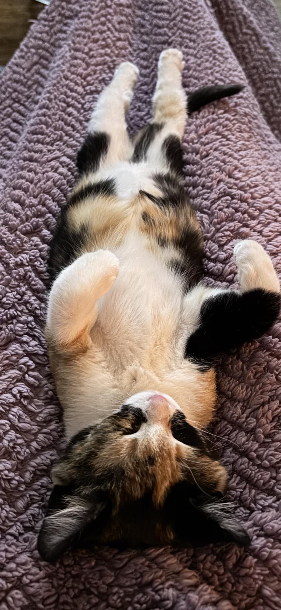 Daisy Mae, an adoptable American Shorthair in Lubbock, TX, 79490 | Photo Image 4