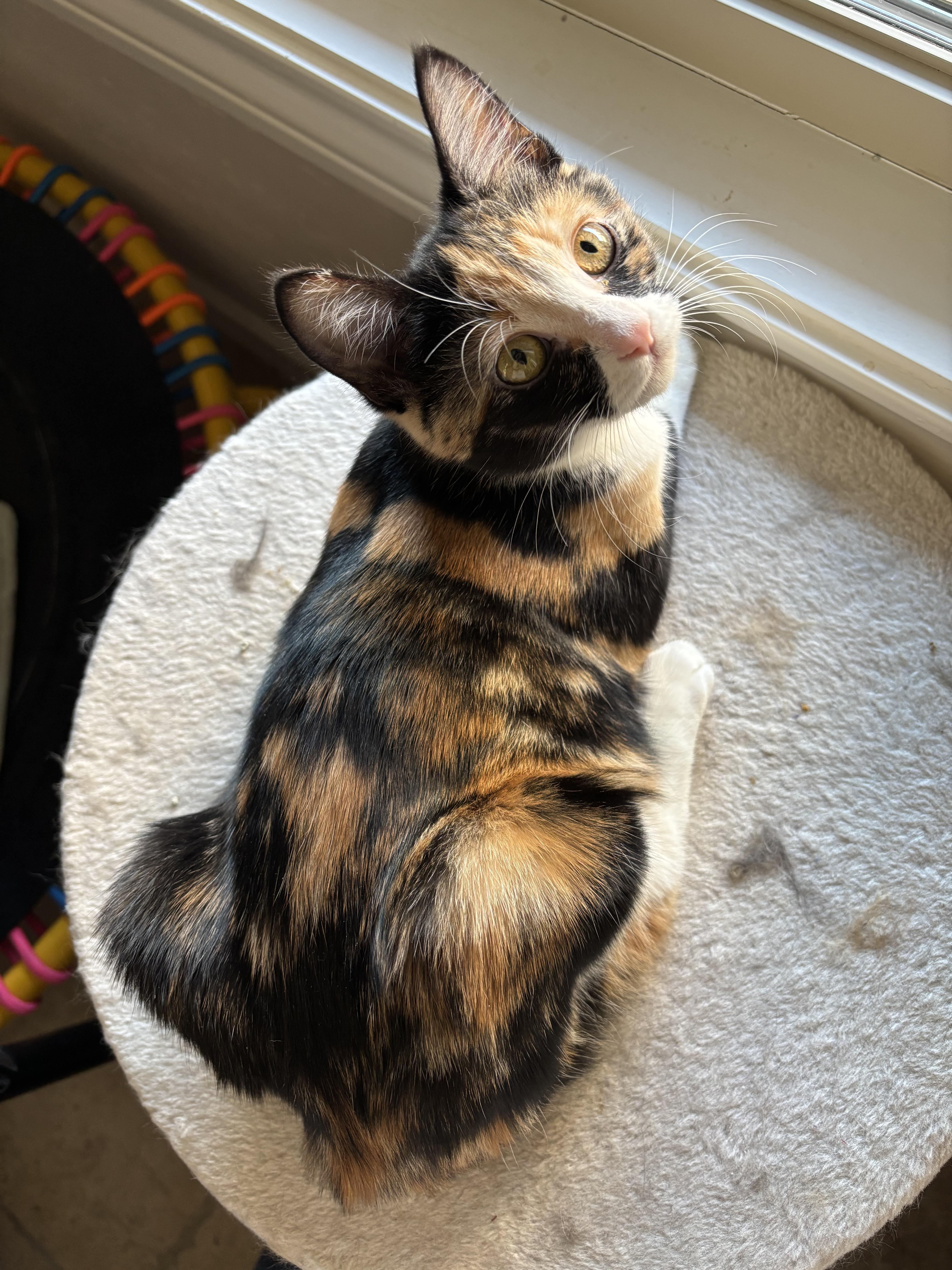 Daisy Mae, an adoptable American Shorthair in Lubbock, TX, 79490 | Photo Image 6