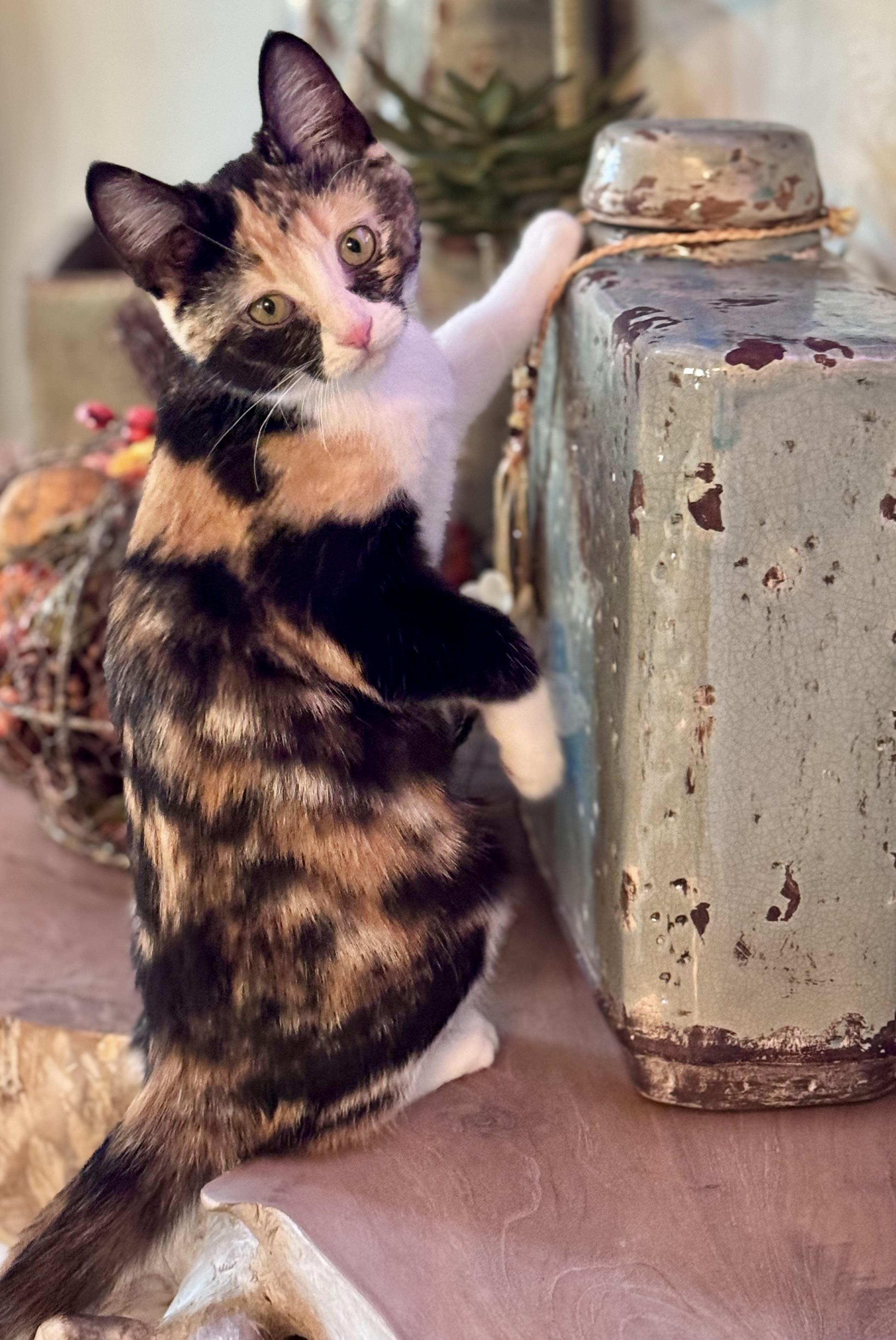 Daisy Mae, an adoptable American Shorthair in Lubbock, TX, 79490 | Photo Image 2