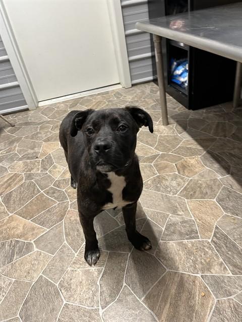 DUMPLIN, Adoptable, Young Female Labrador Retriever & Boxer.