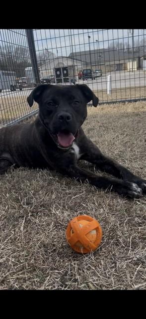 DUMPLIN, Adoptable, Young Female Labrador Retriever & Boxer.
