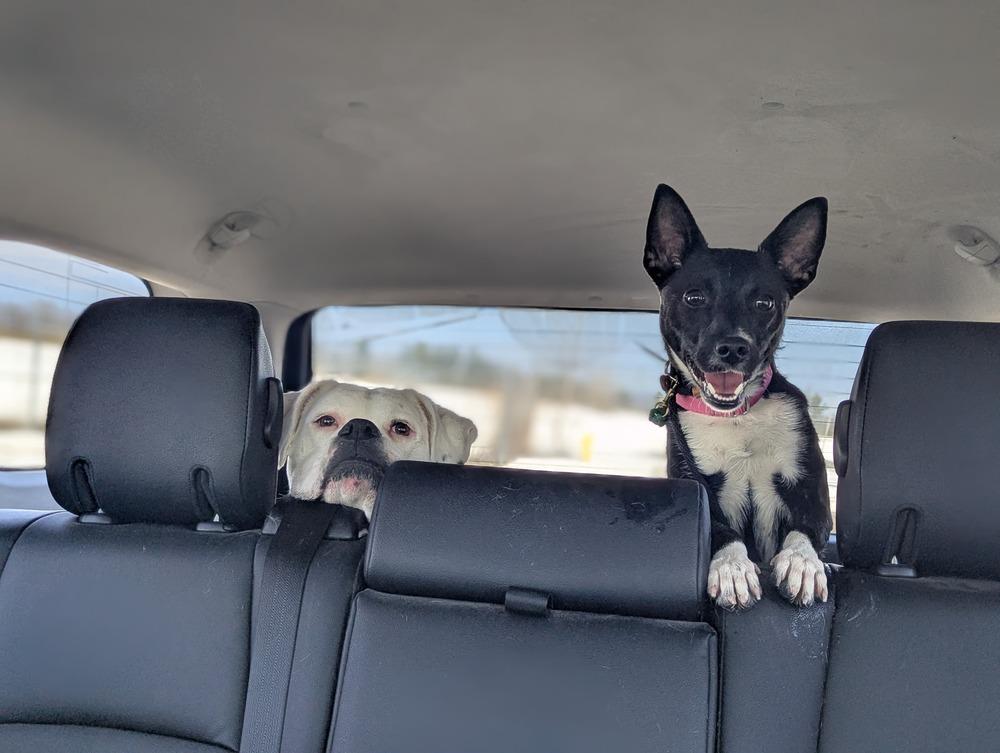 Caroline (FOSTERED LOCALLY), Adoptable, Young Female Terrier & Chihuahua.