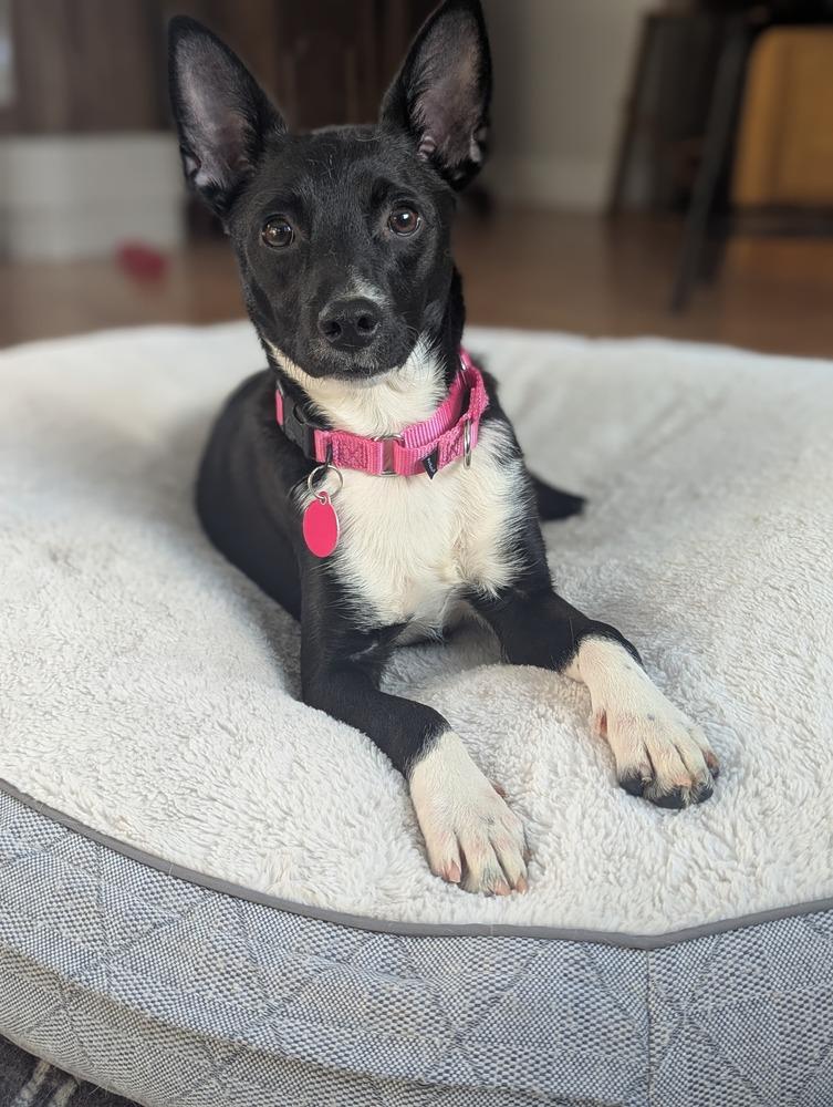 Enlarge Caroline (FOSTERED LOCALLY), a Adoptable mixed breed in Leverett, MA image 1/6