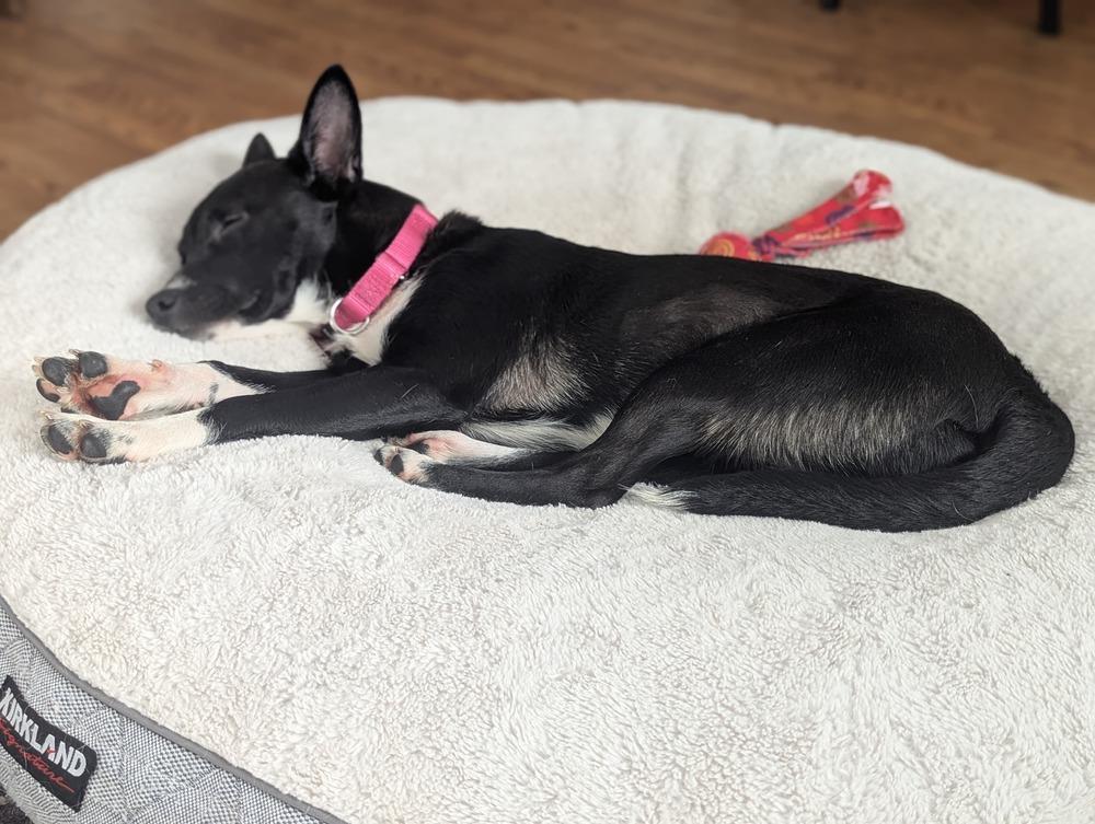 Enlarge Caroline (FOSTERED LOCALLY), a Adoptable mixed breed in Leverett, MA image 3/6