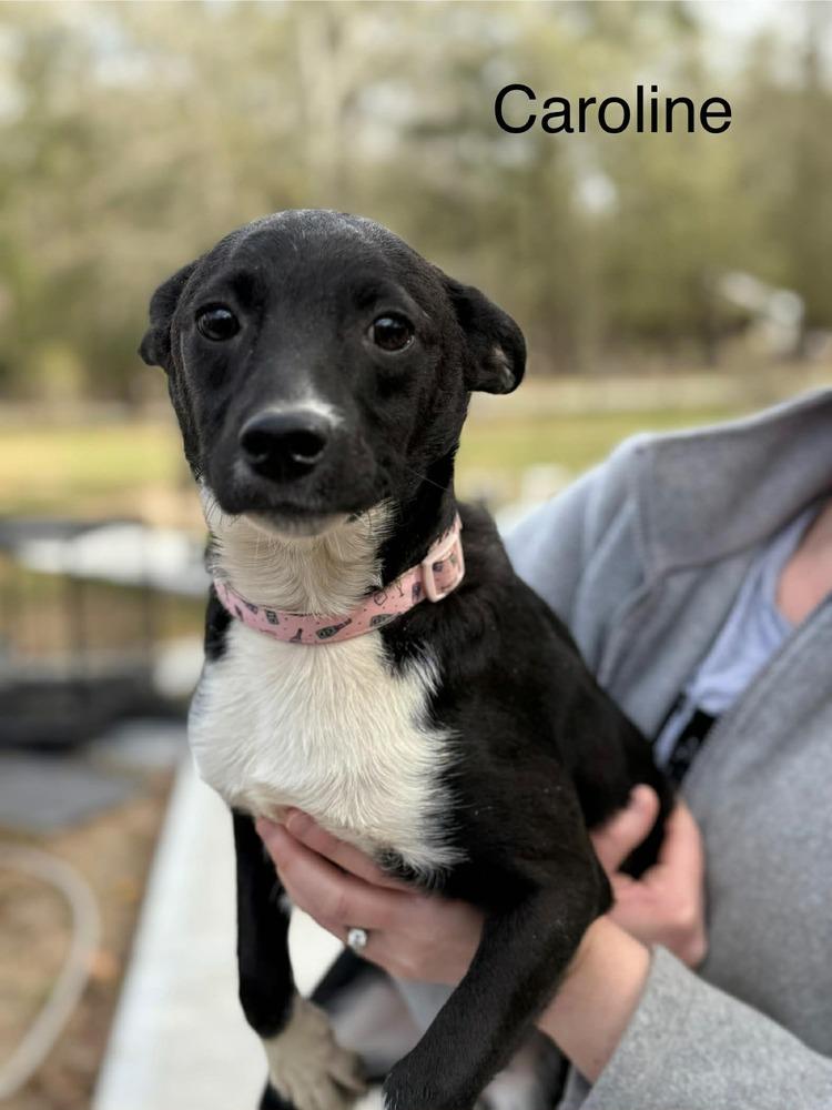 Enlarge Caroline (FOSTERED LOCALLY), a Adoptable mixed breed in Leverett, MA image 4/6