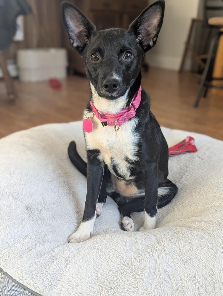 Enlarge Caroline (FOSTERED LOCALLY), a Adoptable mixed breed in Leverett, MA image 6/6