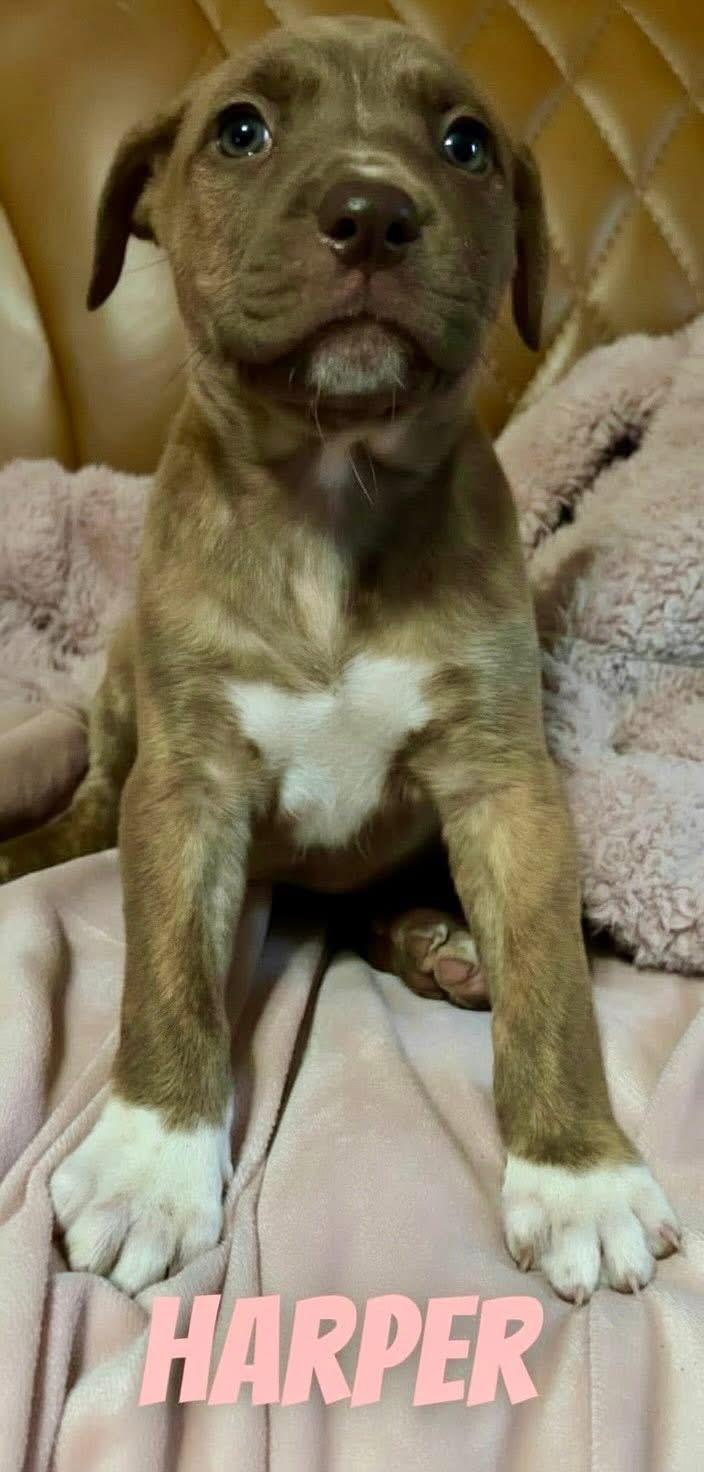 H litter Harper, Adoptable, Puppy Female Pit Bull Terrier.