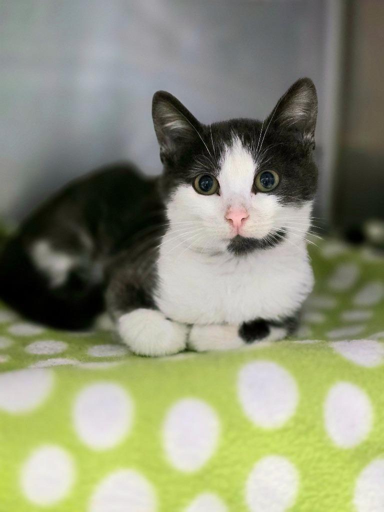 Orbit, a Adoptable mixed breed in Detroit, MI image 1/2
