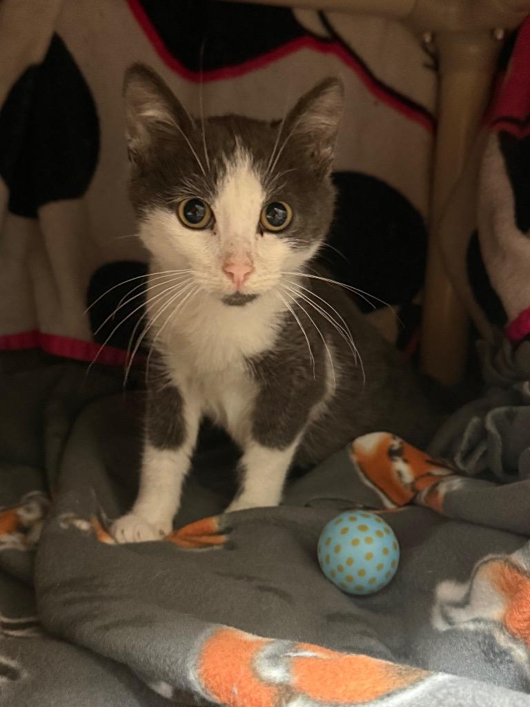 Orbit, a Adoptable mixed breed in Detroit, MI image 2/2