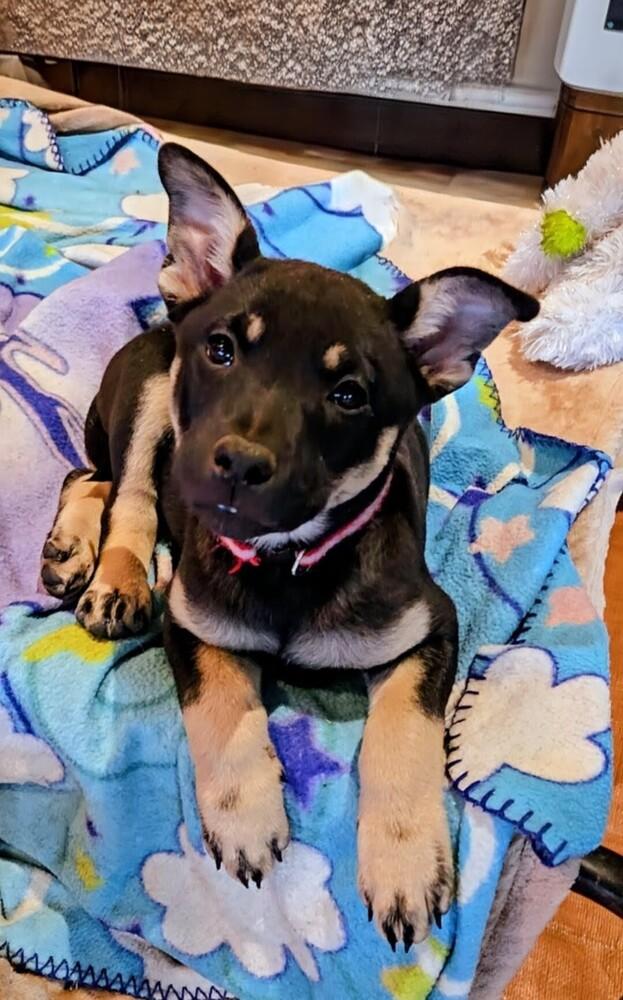 Buttercup, adopted, Puppy Female Australian Cattle Dog / Blue Heeler & Mixed Breed.