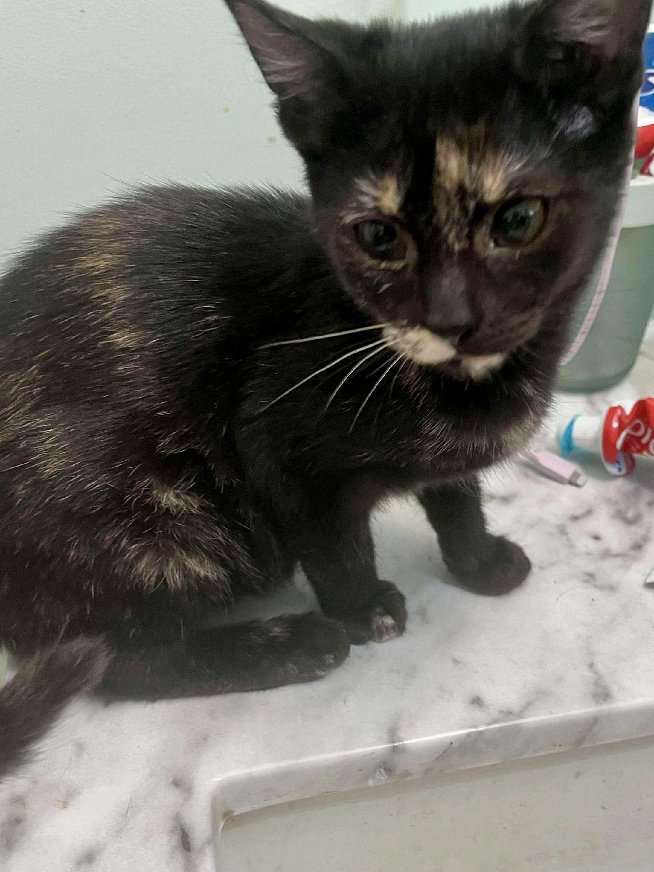 Enlarge Kit Kat (tortie kitten), a Adoptable mixed breed in Randolph, AL image 2/5