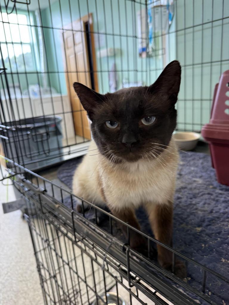 Sammie, Adoptable, Young Male Domestic Short Hair.