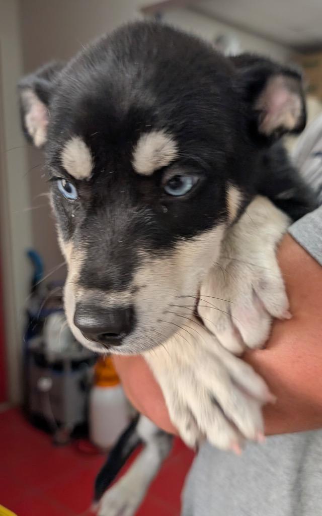 Selene (aka Skadi), Adopted, Puppy Female Husky & Shepherd.