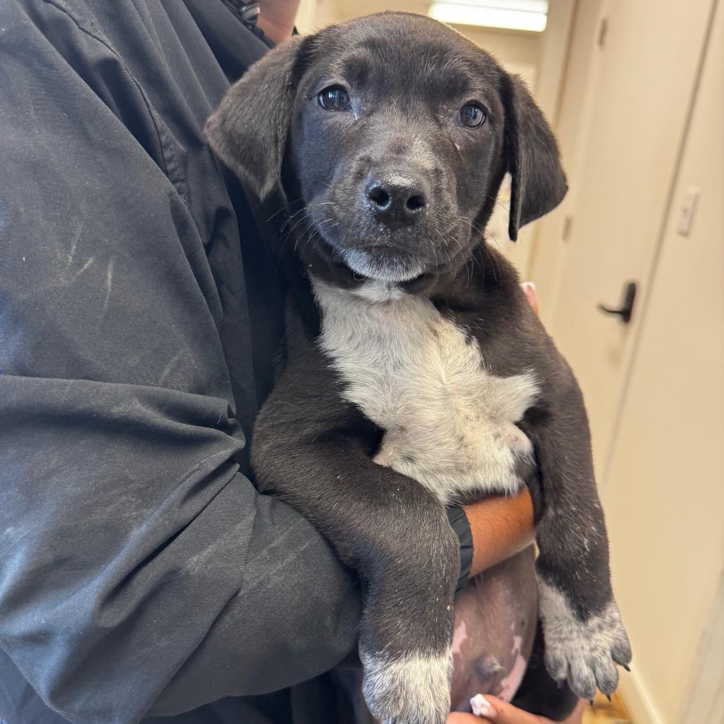 Pete Golding, Adoptable, Young Male Labrador Retriever & Mixed Breed.