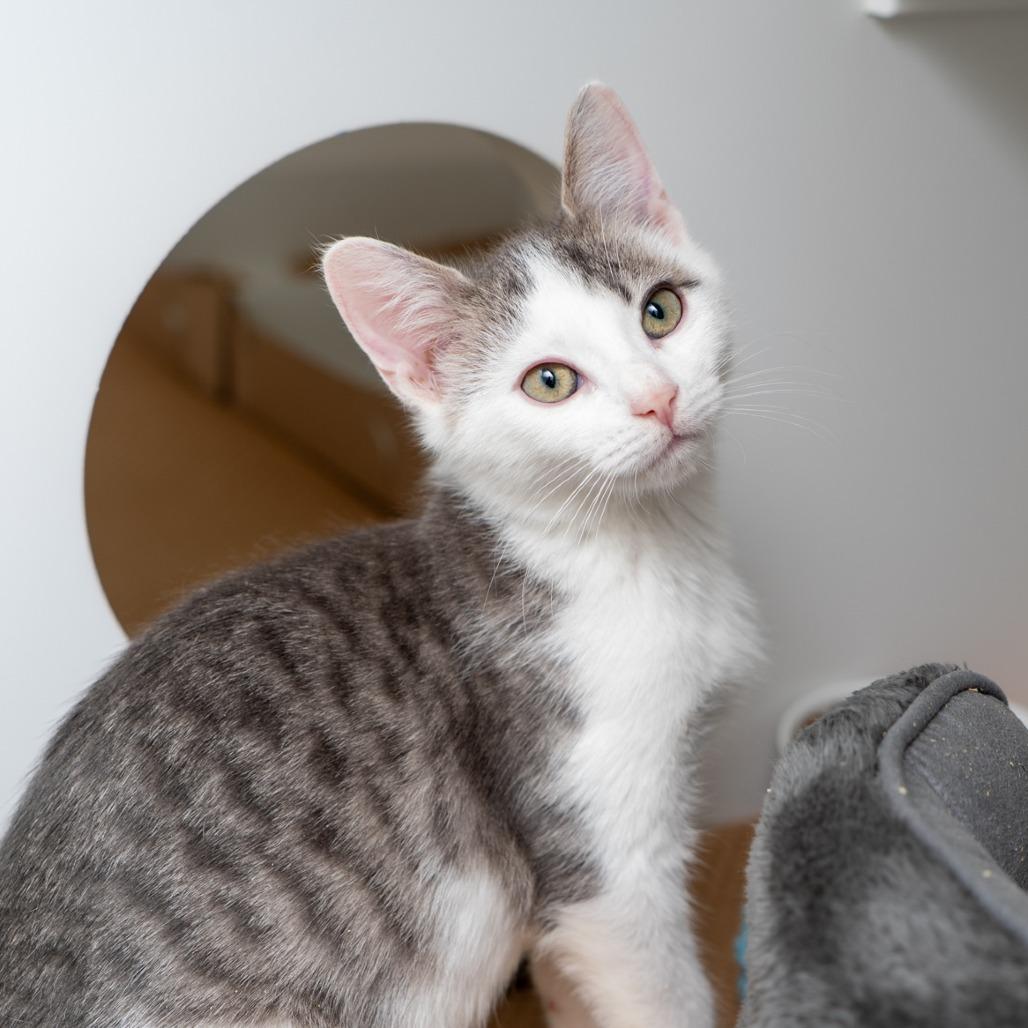 Enlarge Quill, a Adoptable Domestic Short Hair in New York, NY image 1/1