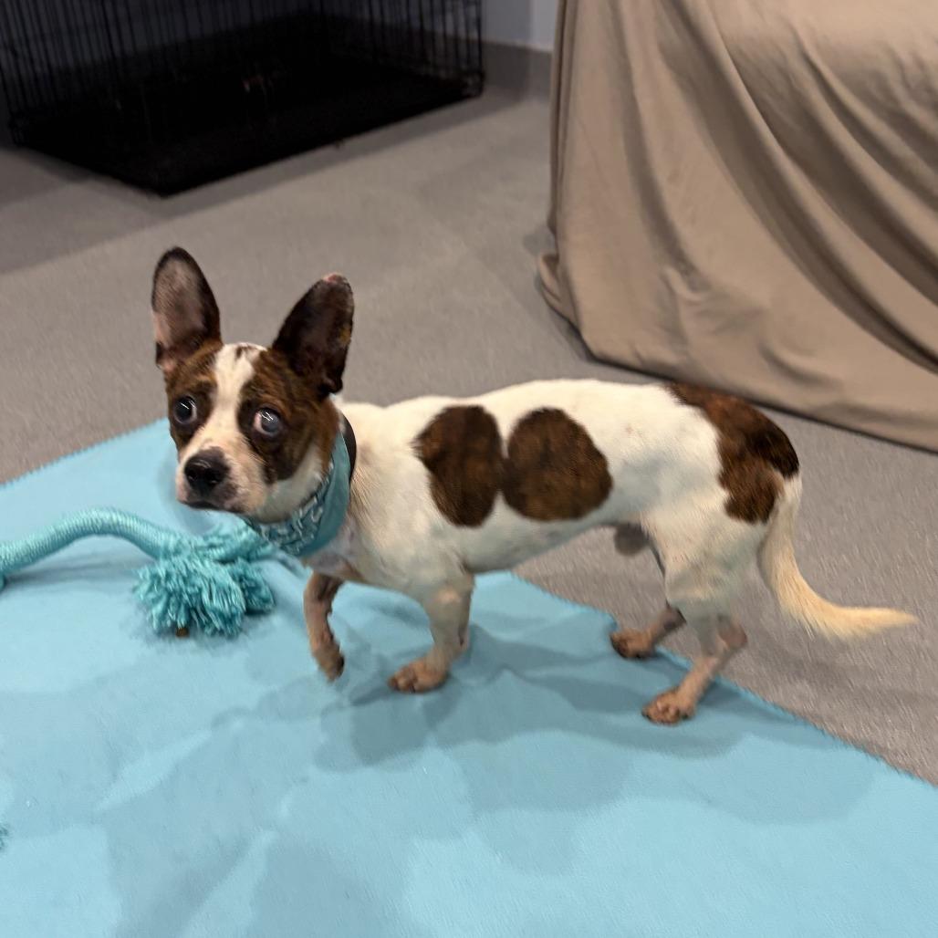 Duke, Adoptable, Adult Male Mixed Breed.