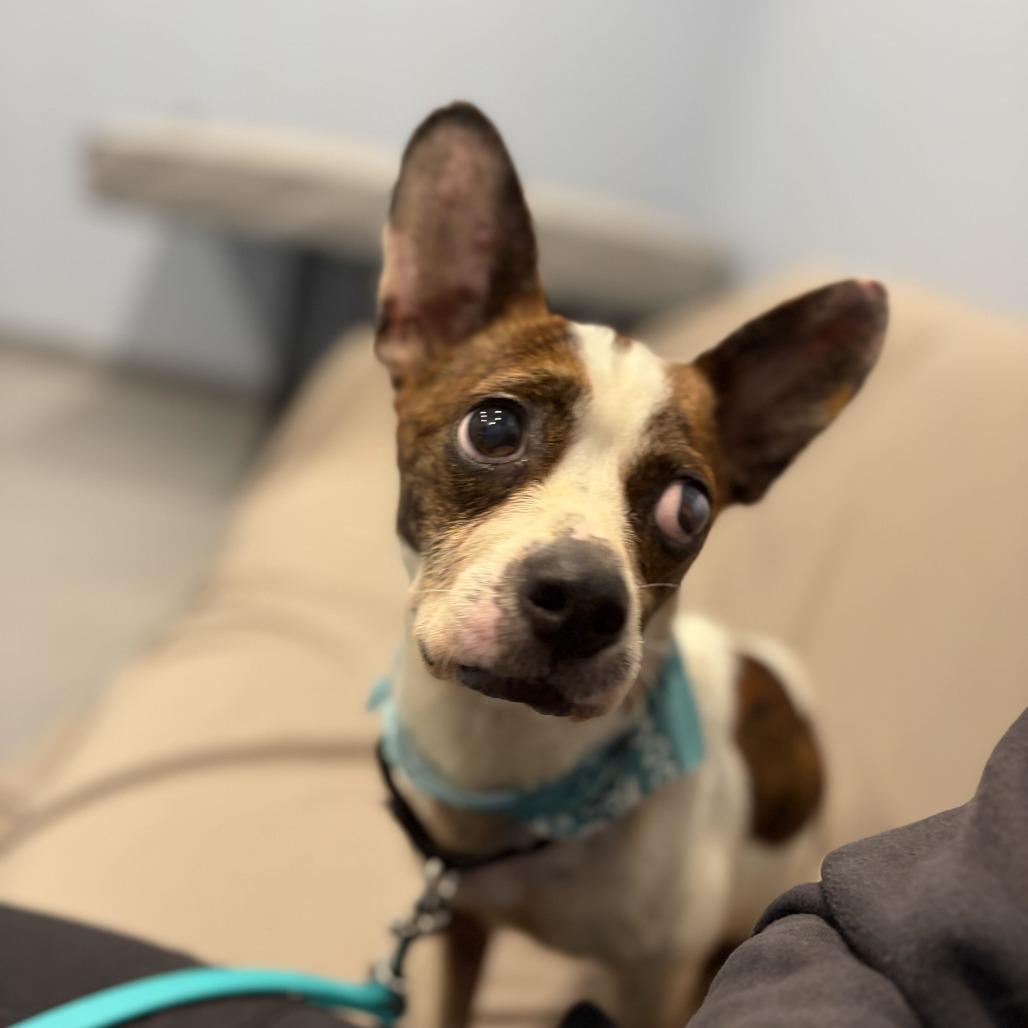 Enlarge Duke, a Adoptable Mixed Breed in Canal Winchester, OH image 2/3