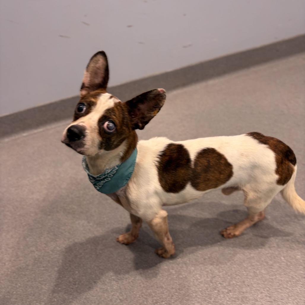 Enlarge Duke, a Adoptable Mixed Breed in Canal Winchester, OH image 3/3