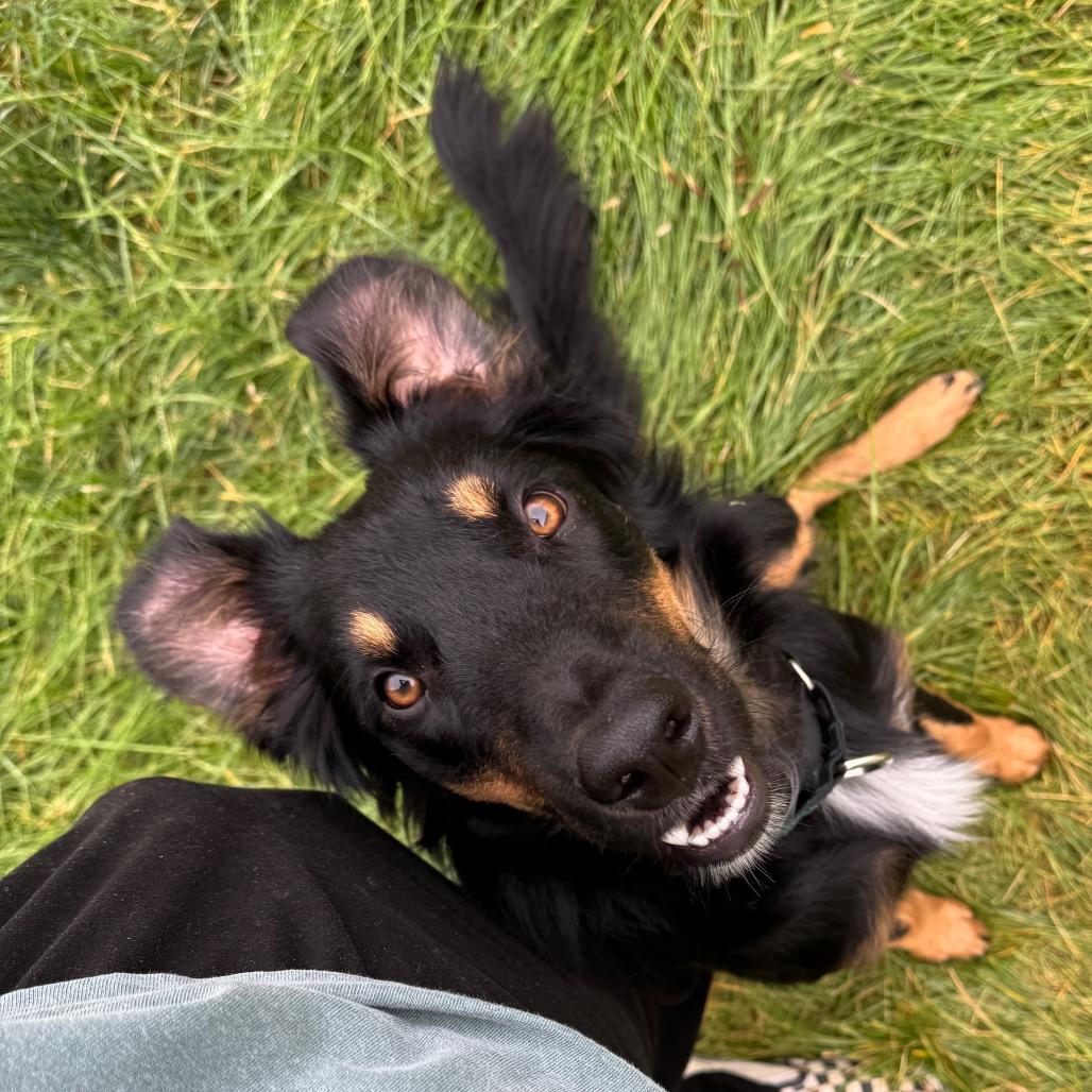 Enlarge Rango, a Adoptable mixed breed image 1/3