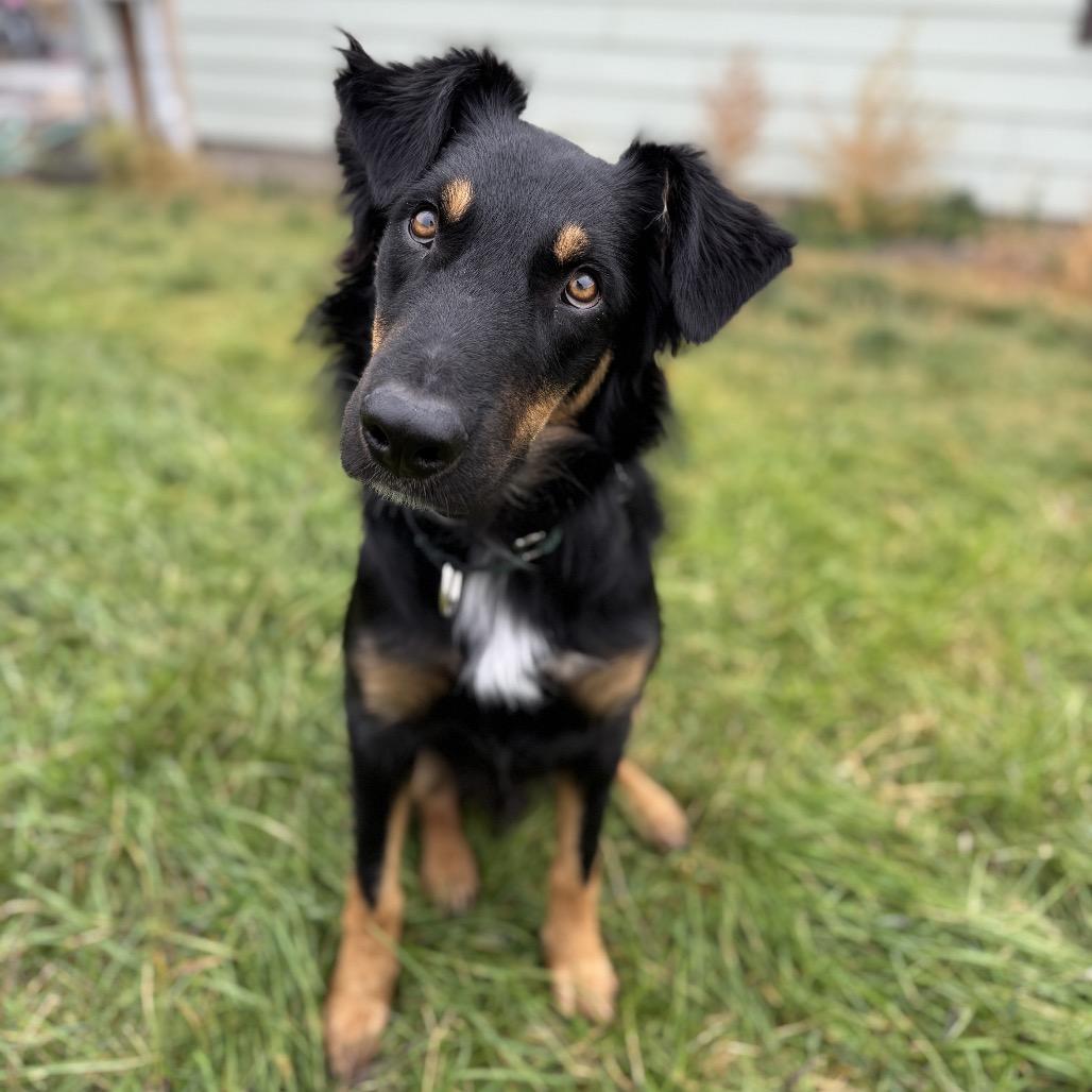 Enlarge Rango, a Adoptable mixed breed image 2/3