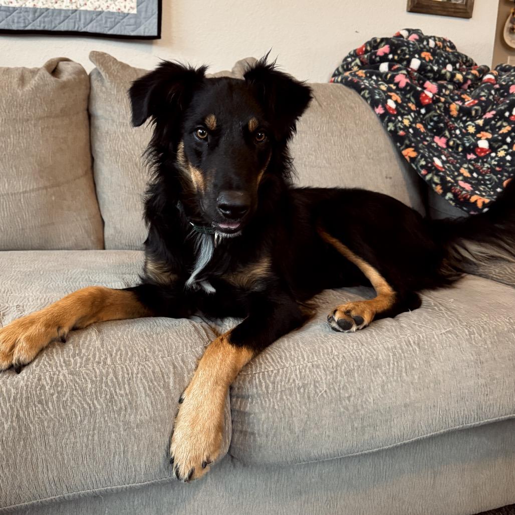 Enlarge Rango, a Adoptable mixed breed image 3/3