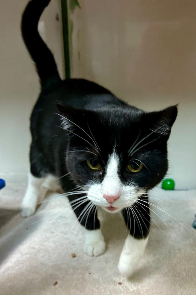 Enlarge Silvia, a Adoptable mixed breed in Waynesville, MO image 1/1