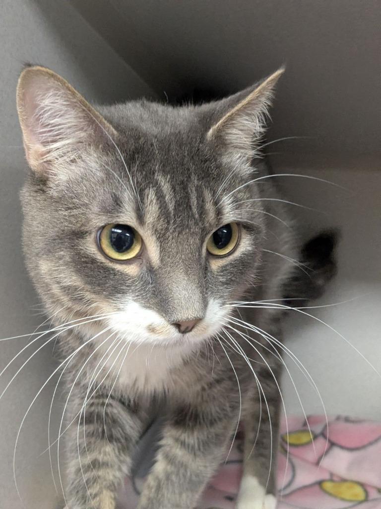 Enlarge Benbenben, a Adoptable mixed breed in Shoreline, WA image 1/2