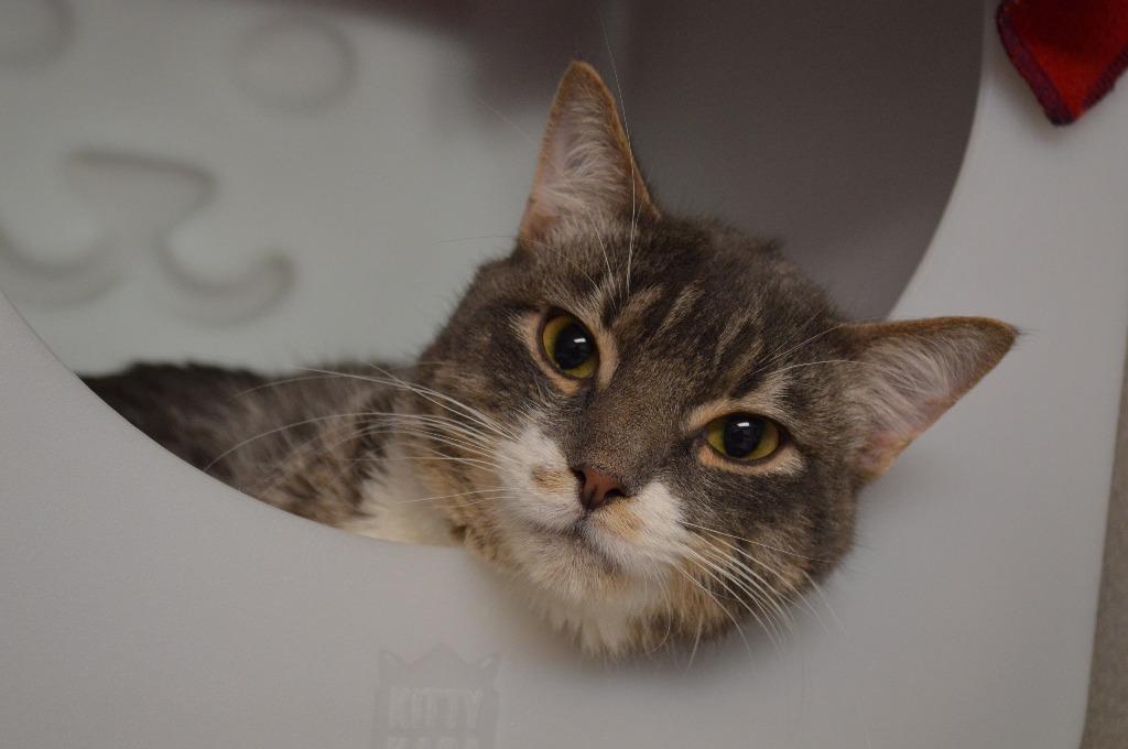 Enlarge Benbenben, a Adoptable mixed breed in Shoreline, WA image 2/2