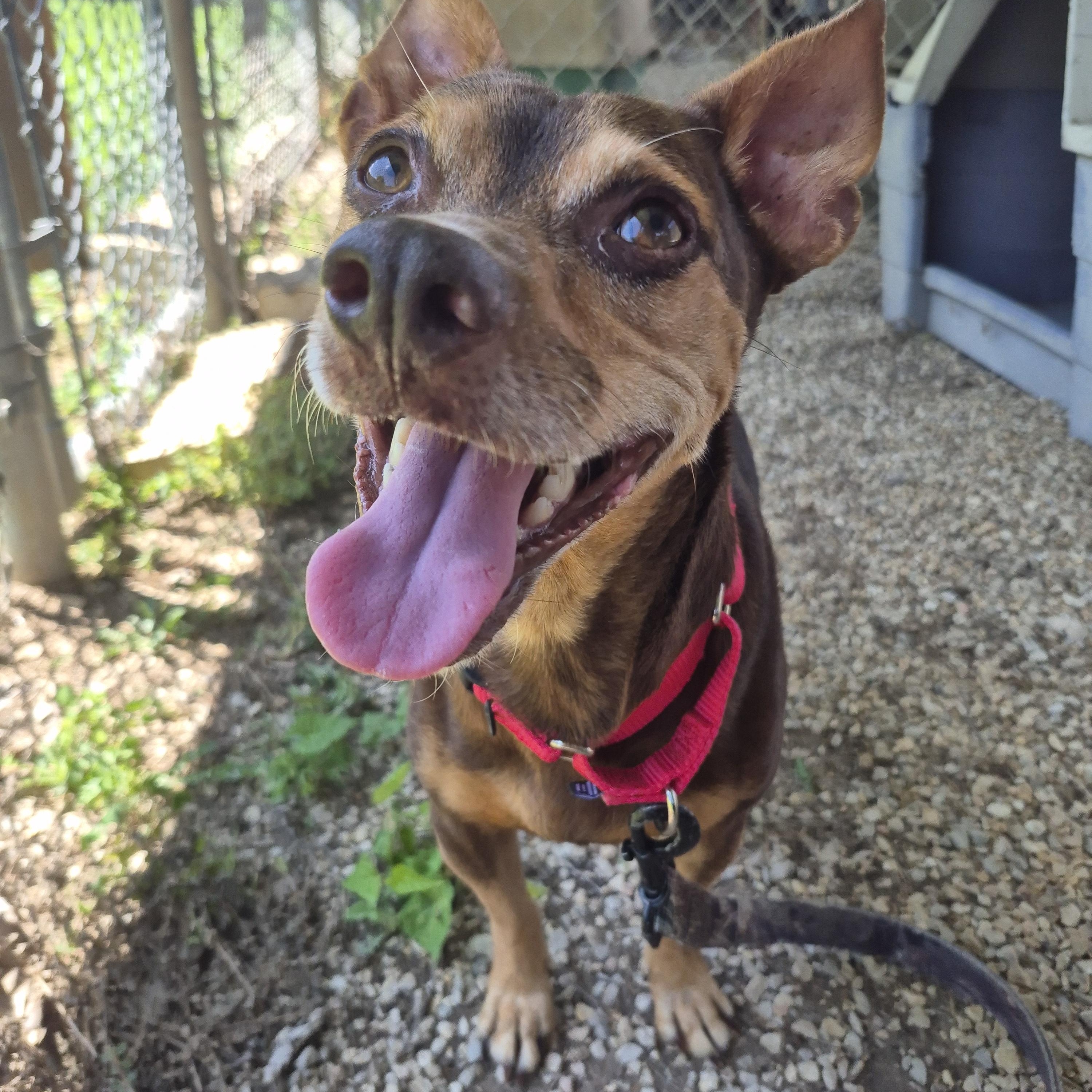 Capybara, Adoptable, Adult Male Terrier.