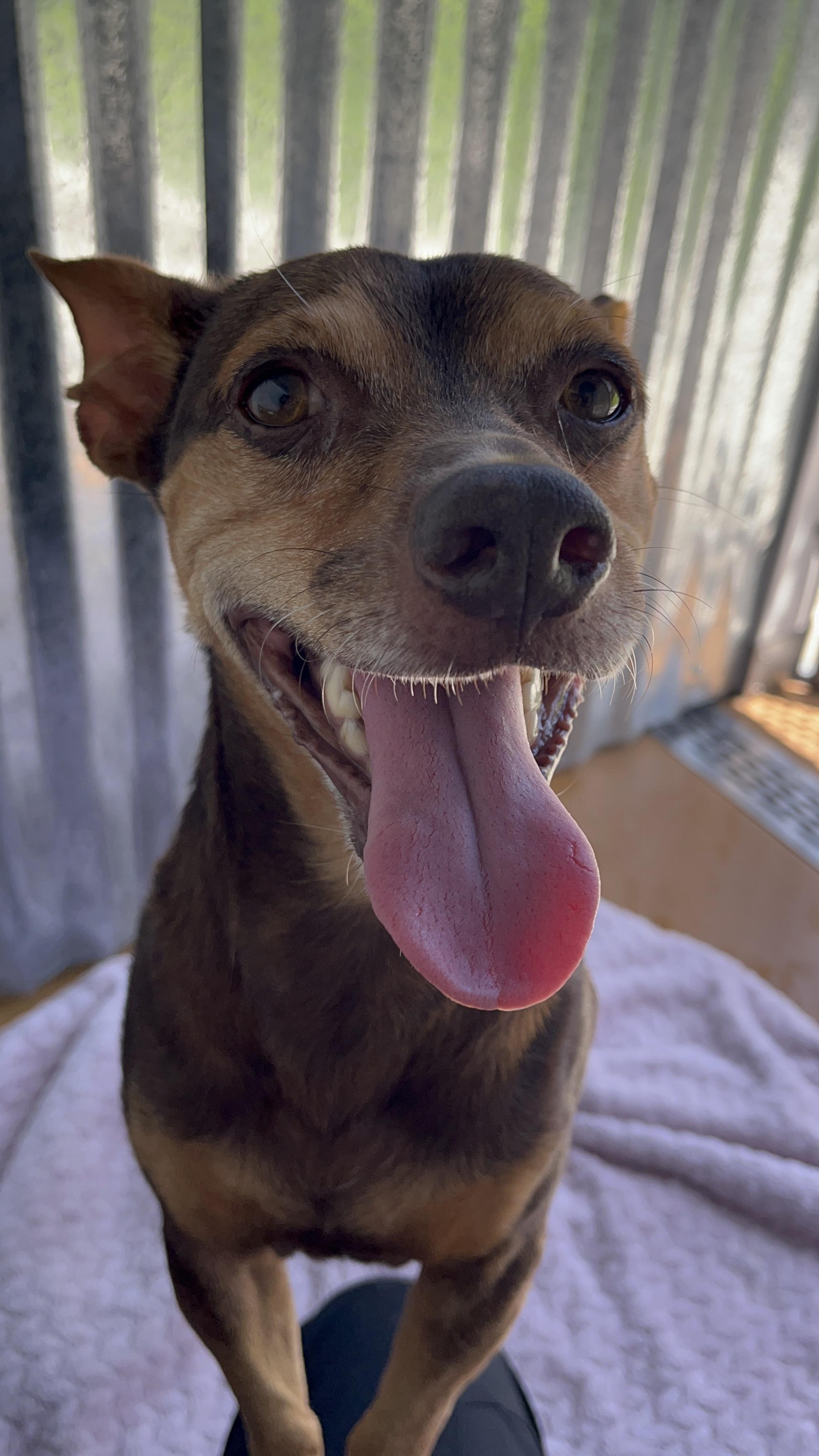 Capybara, a Adoptable mixed breed in Cibolo, TX image 2/4