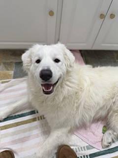 Fern — thumbnail 3