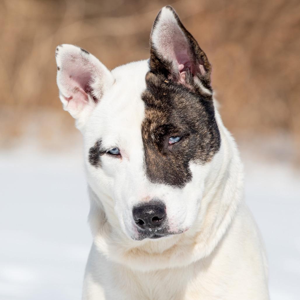 Kyra, Adoptable, Adult Female Husky & Mixed Breed.