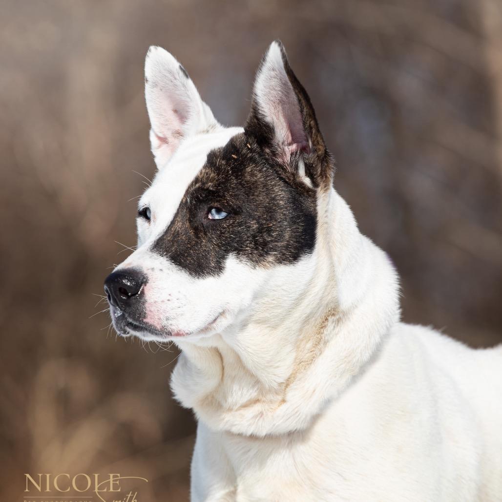 Enlarge Kyra, a Adoptable mixed breed in Henderson, KY image 2/3