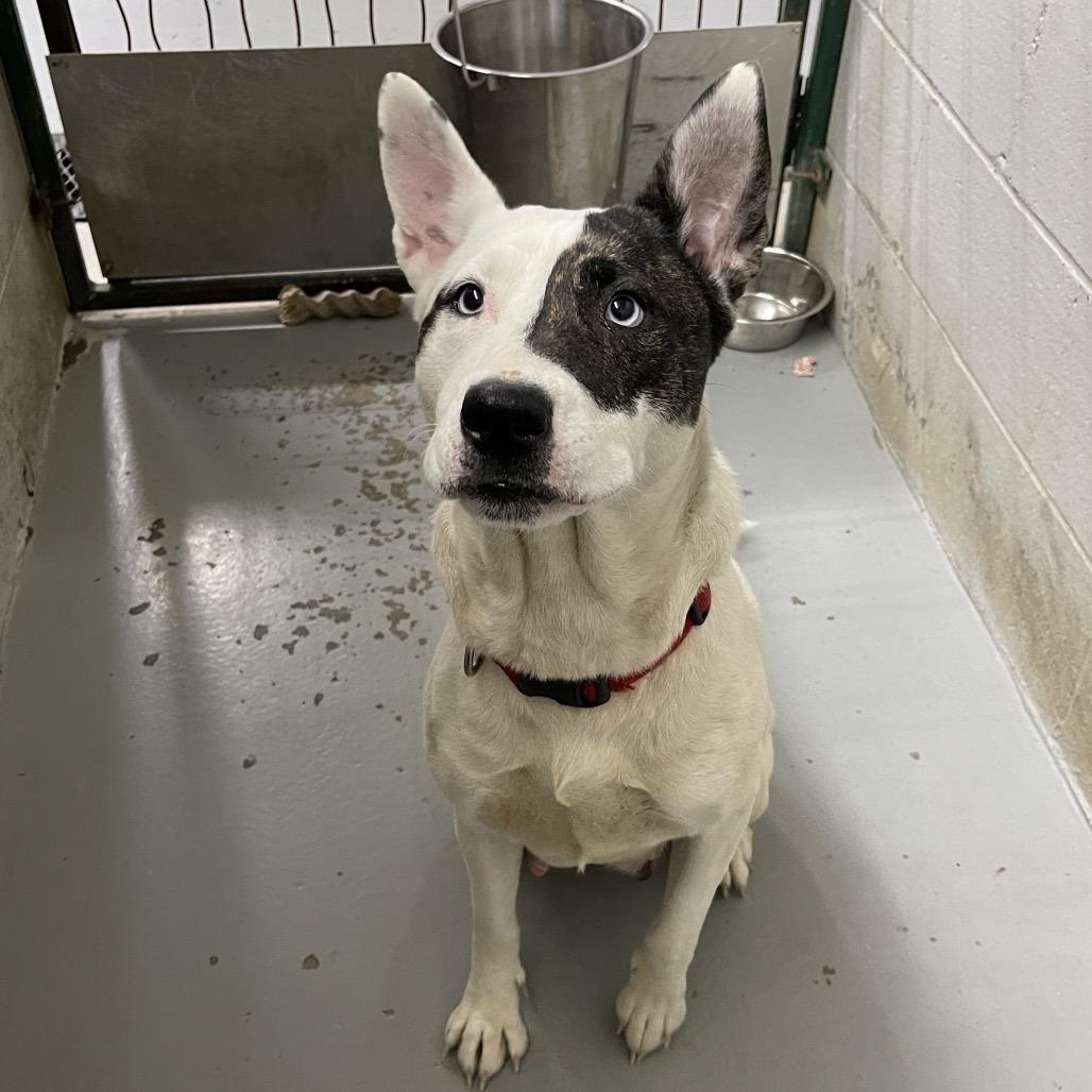 Enlarge Kyra, a Adoptable mixed breed in Henderson, KY image 3/3