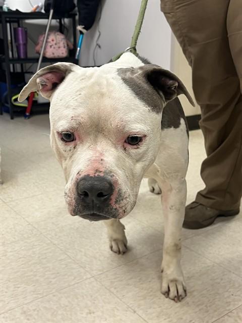 KYUBI, Adoptable, Adult Male Pit Bull Terrier.