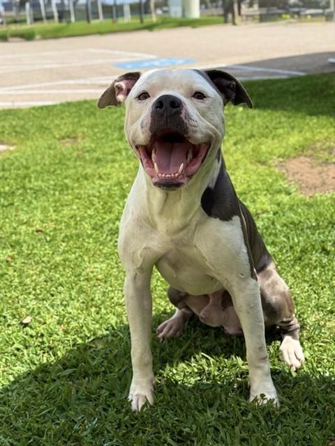 KYUBI, Adoptable, Adult Male Pit Bull Terrier.