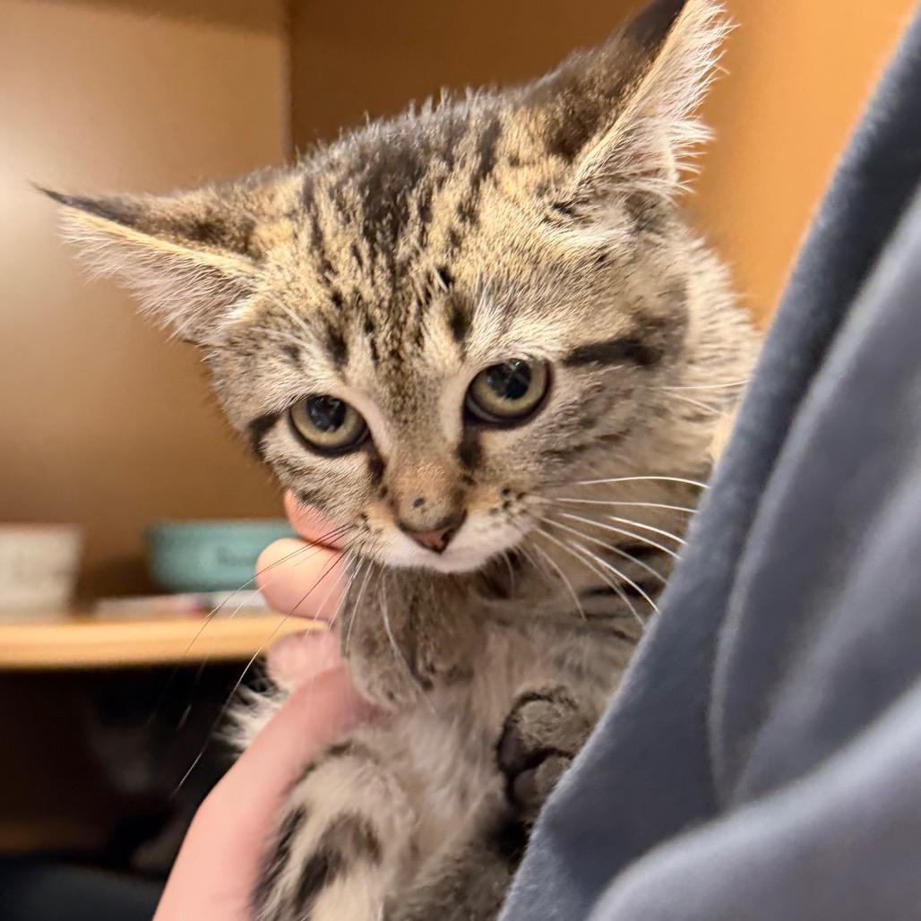 Peppa, Adoptable, Kitten Female Domestic Short Hair.