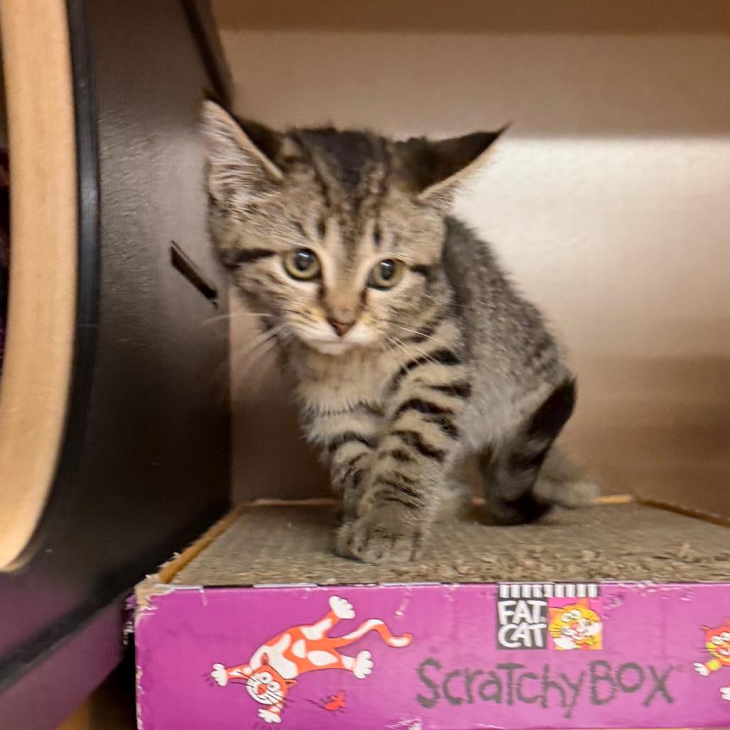 Peppa, a Adoptable Domestic Short Hair in Middlebury, VT image 2/2