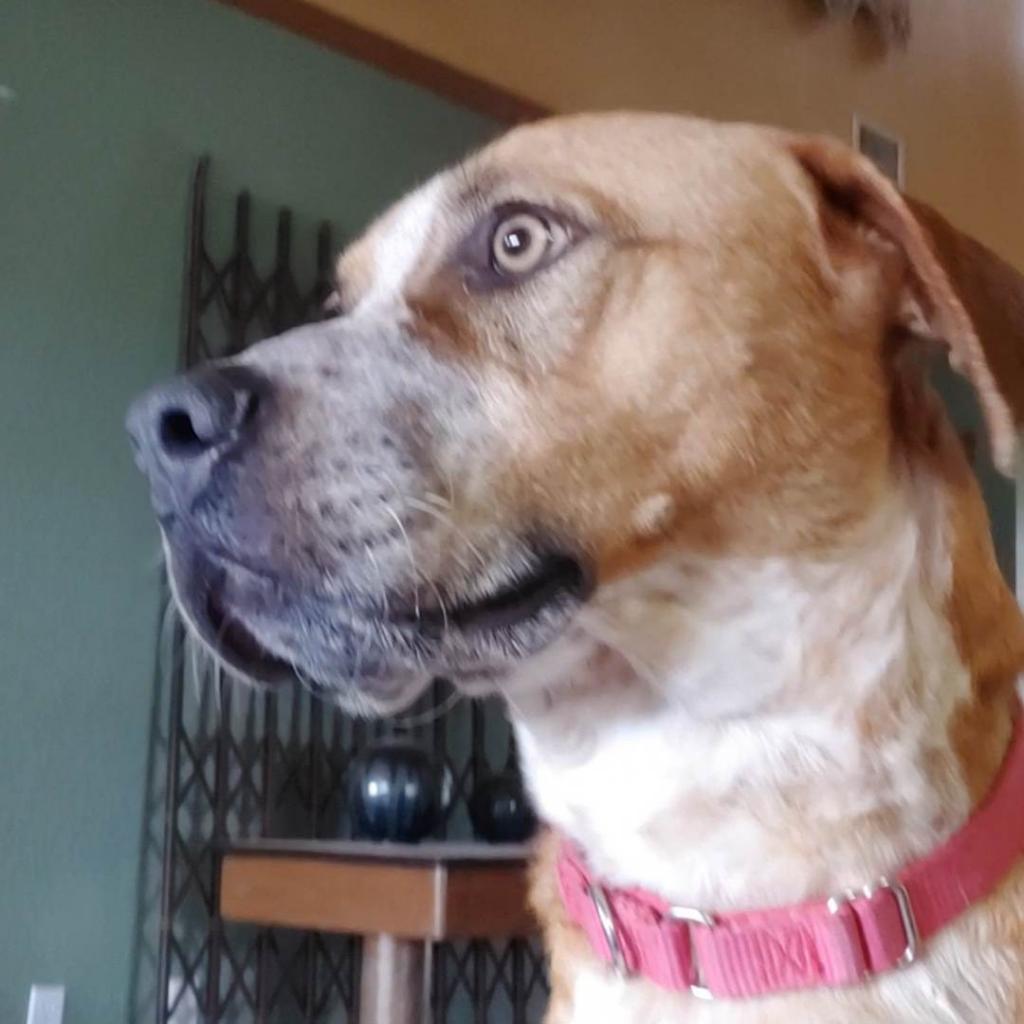 Enlarge Beasley, a Adoptable mixed breed in Austin, TX image 5/6