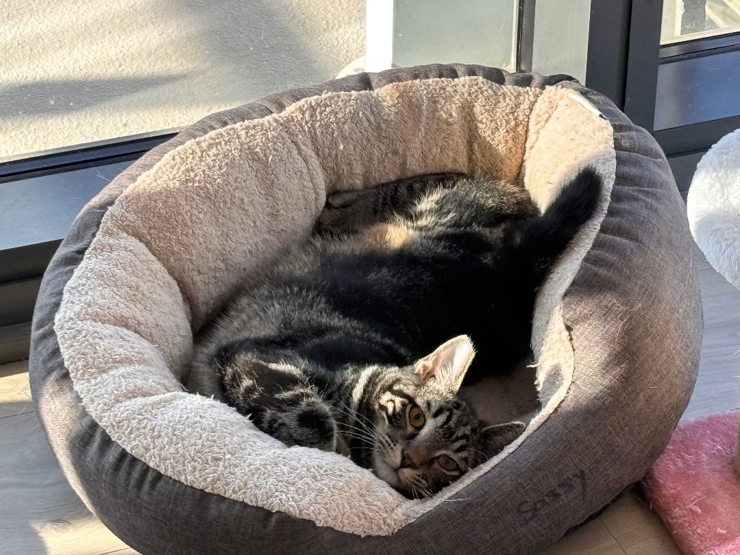 Nimbus ( & Harmony), Young Male Bengal
