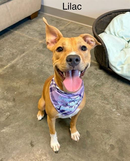 LILAC, Adoptable, Young Female Labrador Retriever & Mixed Breed.