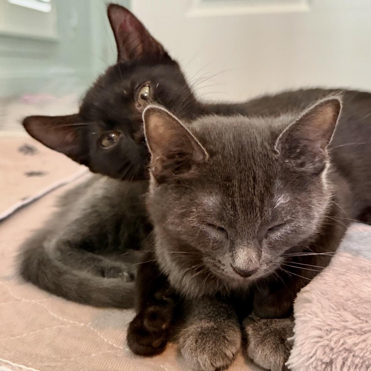 Regina and Karen, Adoptable, Kitten Female Domestic Short Hair & Russian Blue.