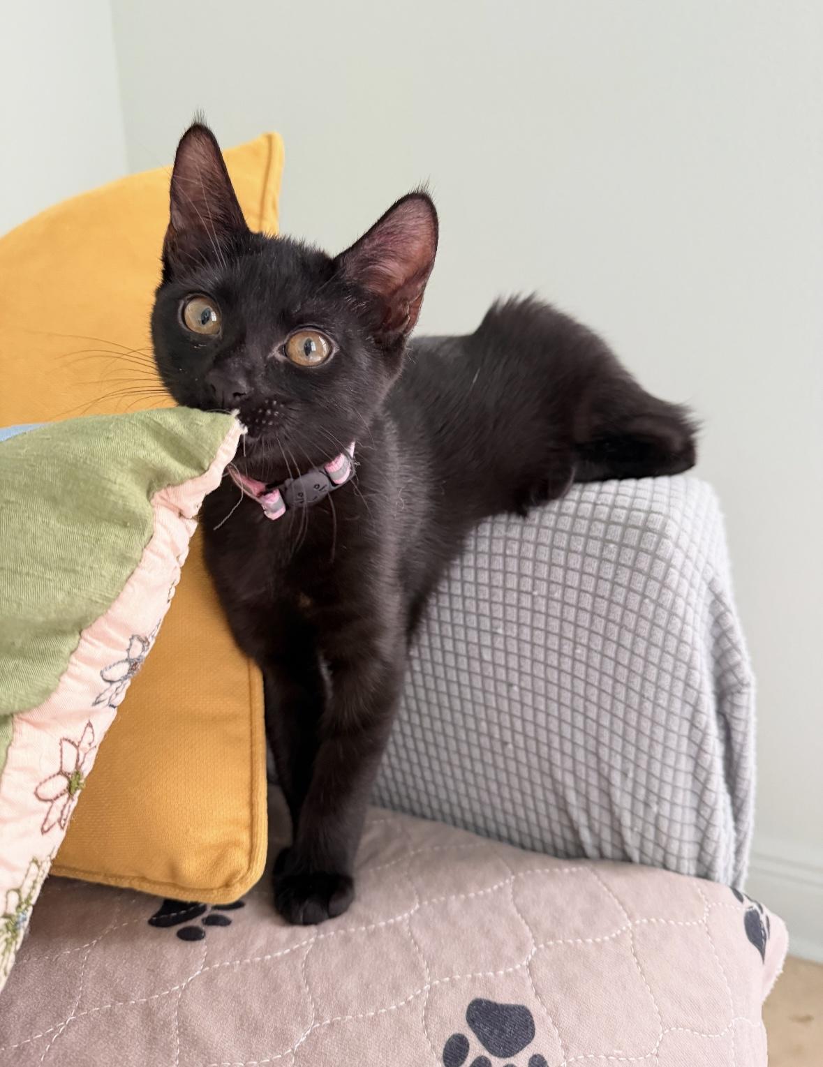 Enlarge Regina and Karen, a Adoptable mixed breed in Denver, CO image 5/6