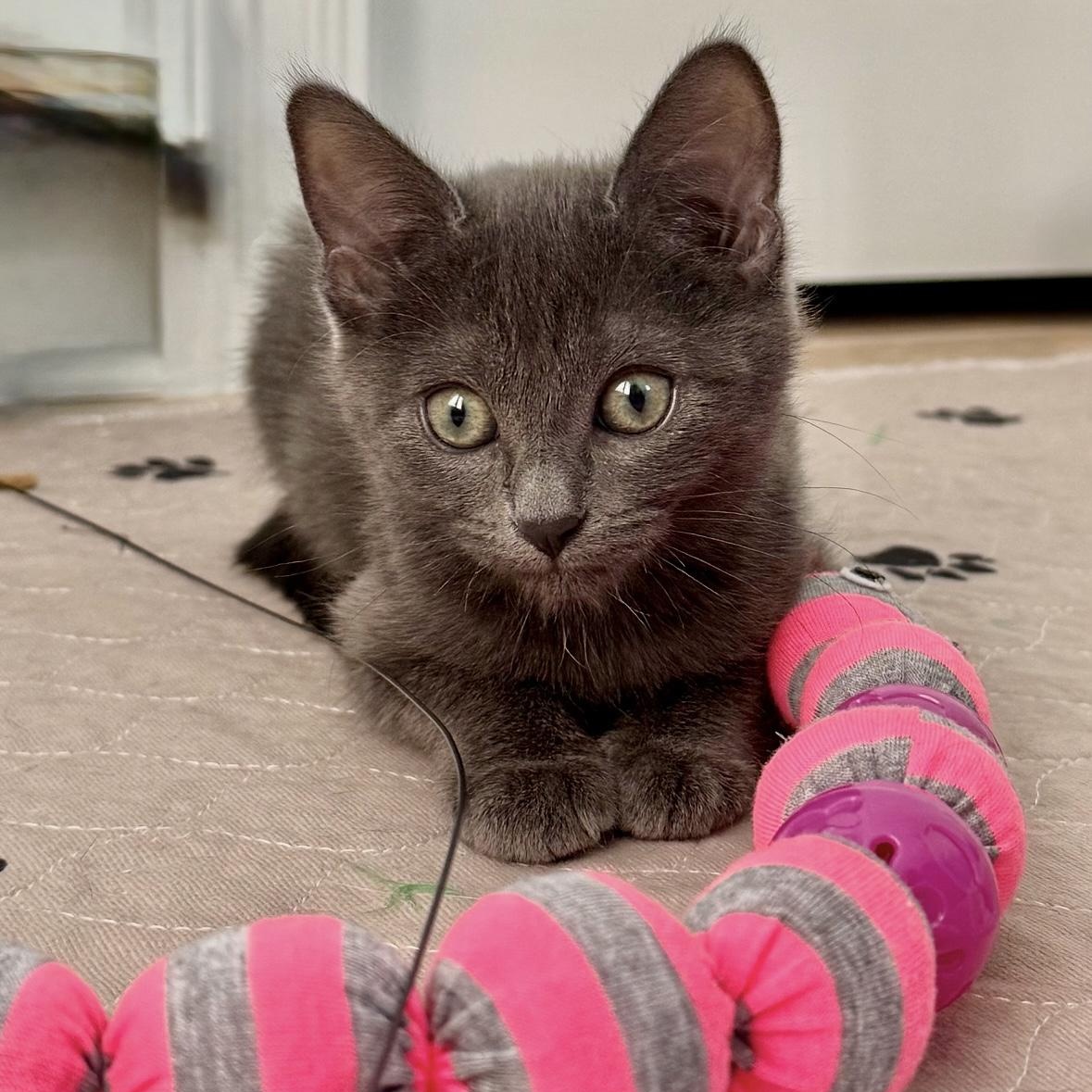 Regina and Karen, a Adoptable mixed breed in Denver, CO image 3/6