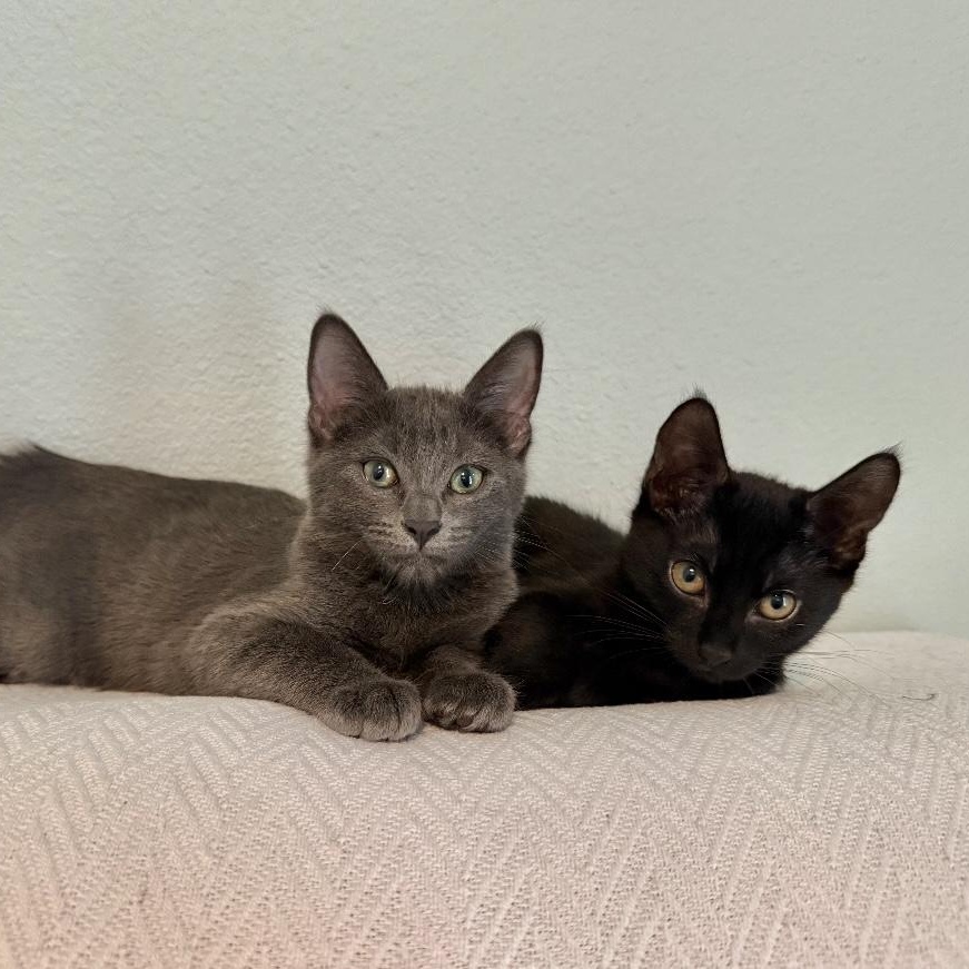 Regina and Karen, Adoptable, Kitten Female Domestic Short Hair & Russian Blue.