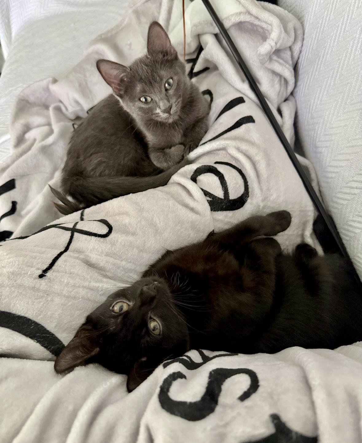 Enlarge Regina and Karen, a Adoptable mixed breed in Denver, CO image 2/6