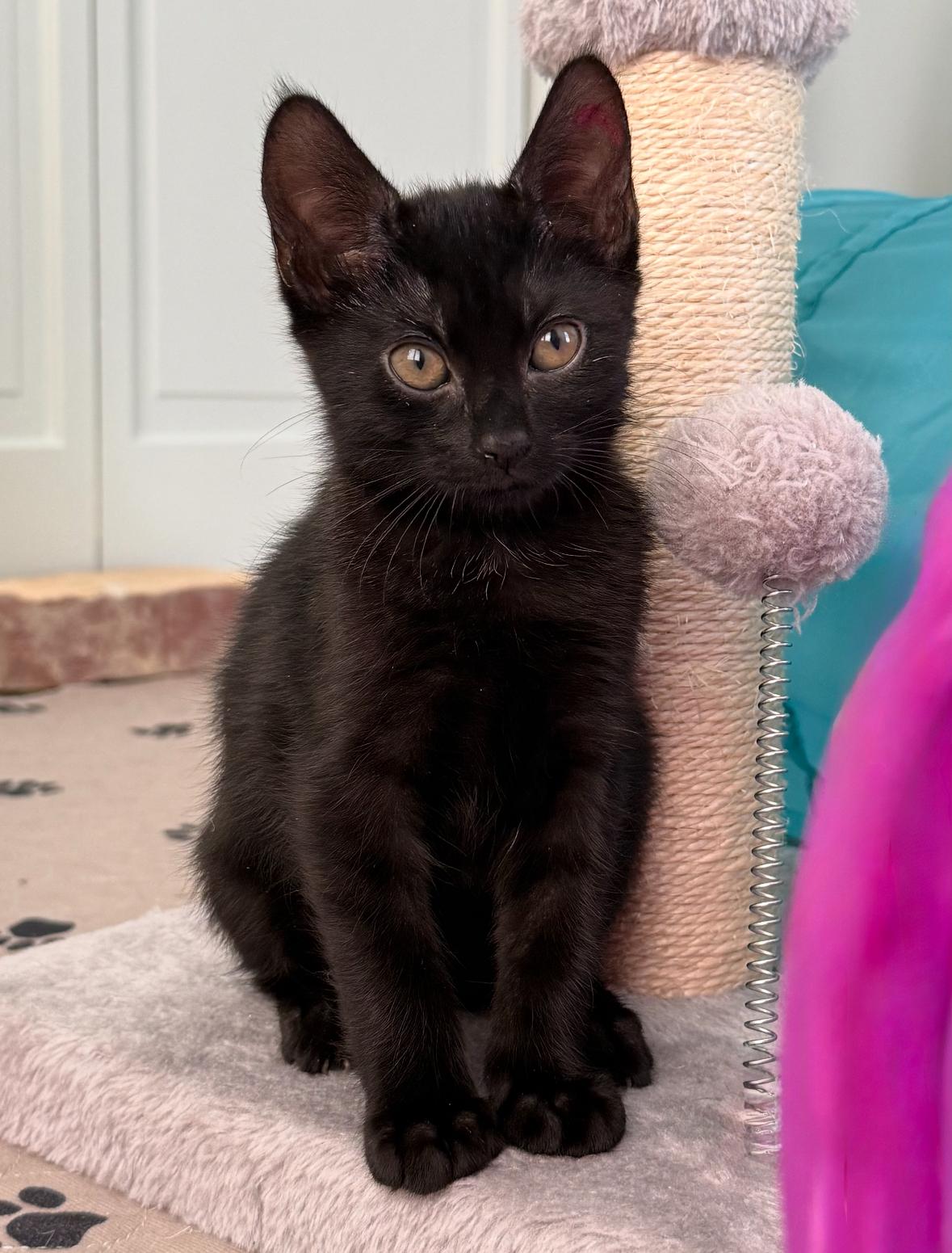 Regina and Karen, a Adoptable mixed breed in Denver, CO image 4/6